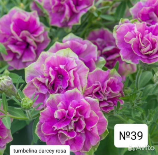 Вегетативная петуния, укорен.Черенки