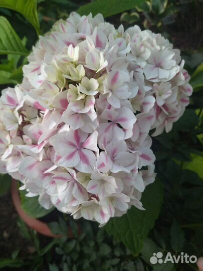 Гортензия черешкоаая