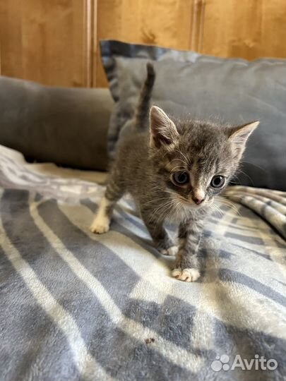 Котенок в добрые руки