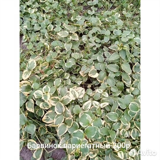 Растения для сада