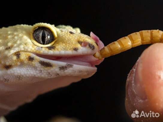 Корм для рептилий