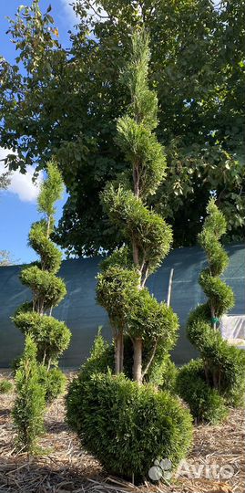 Туя смарагд в форме спирали, конуса, шаров