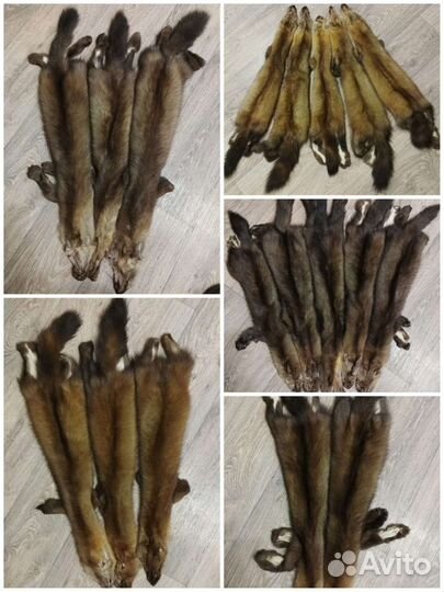 Шкурки соболя