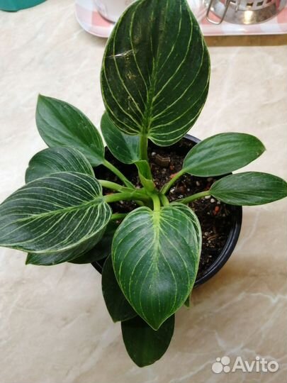 Филодендрон биркин и принц оранж