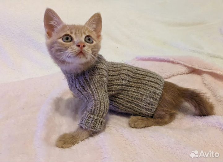 Котик в добрые руки