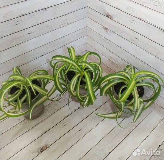 Хлорофитум кудрявый Бонни комнатные растения