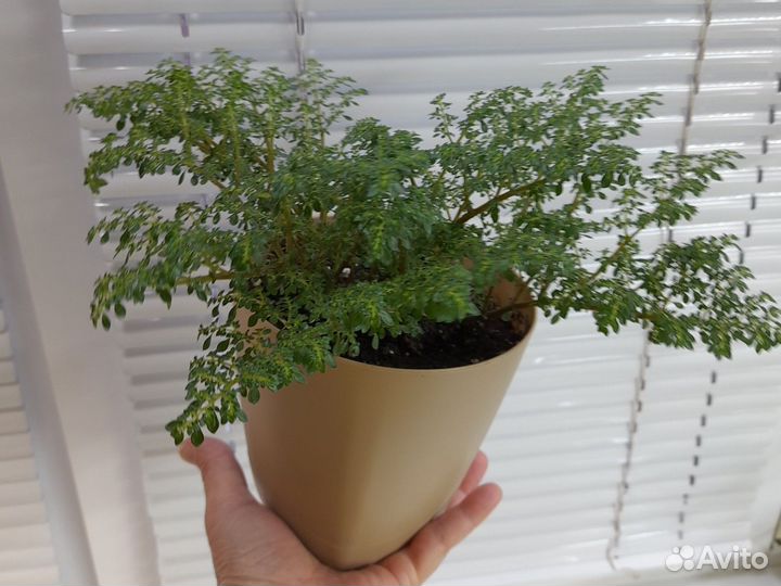 Пилея мелколистная