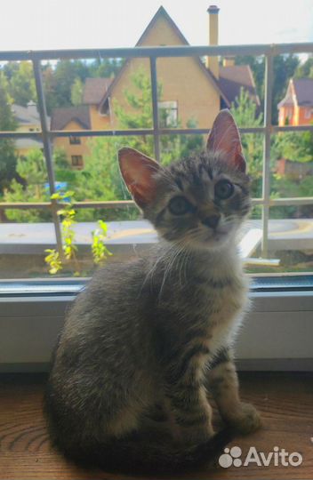 Тигровый котенок в дар бесплатно