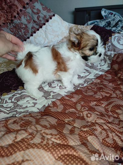 Йоркширский терьер бивер голдаст девочка куколка