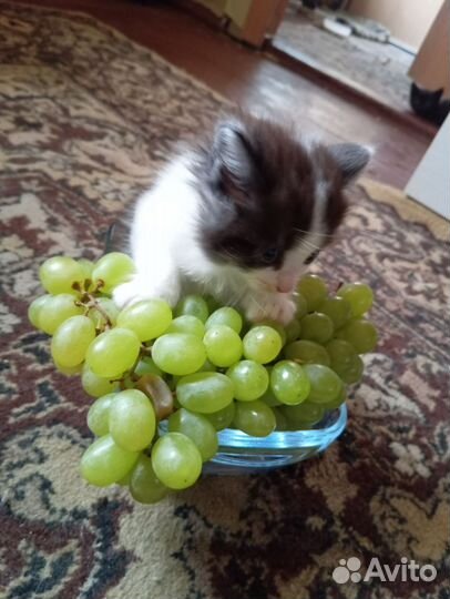 Котята пушистики