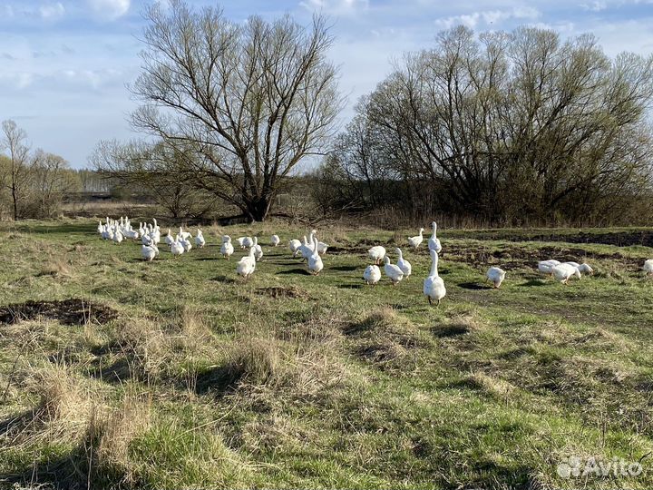 Инкубационное яйцо гусиное