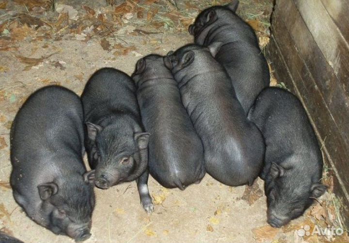 Вьетнамские поросята