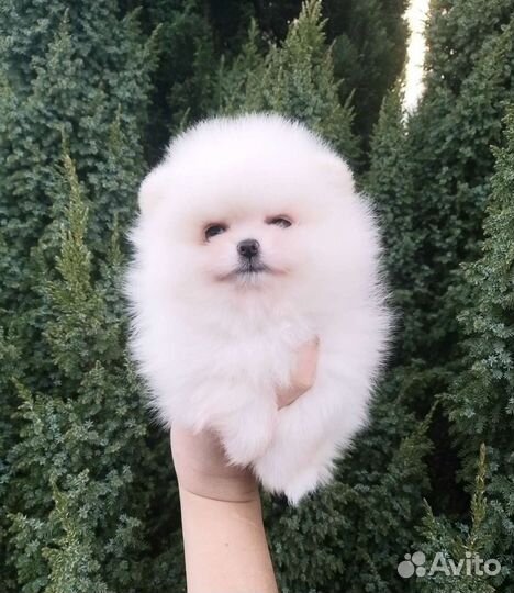 Мини Бейбичка девочка Померанский шпиц