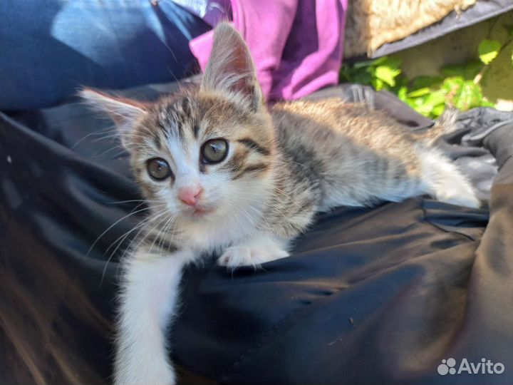 Котёнок в дар