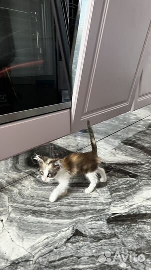 Отдам бесплатно котенка девочка
