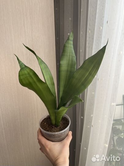 Сансевиерии и другие комнатные растения