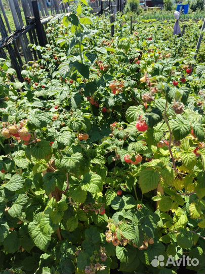 Саженцы малины