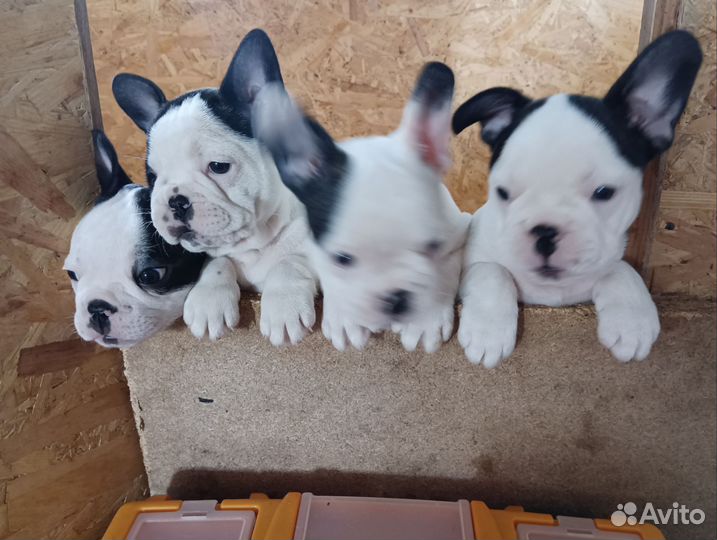 Французский бульдог мини щеночки