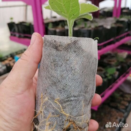 Саженцы павловнии Шан Тонг, зкс