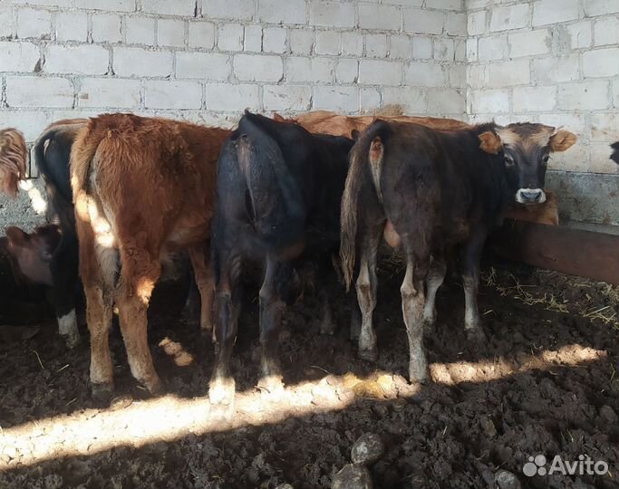 Бычки и быки