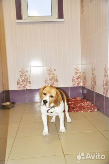 Загородный клубный отель для собак. 45 км от МКАД