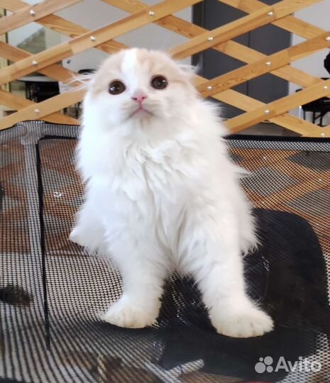 Шотландский вислоухий котёнок