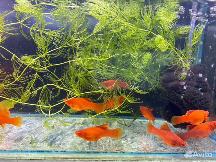 Меченосцы брокколи