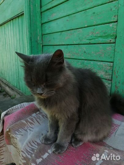 Кошка Мура