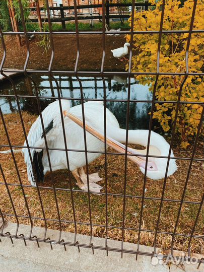 31авг24Иж Динопарк + Воткинские термы цо3086.02