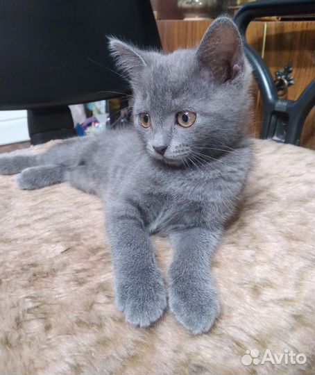 Кошечка в добрые руки, 2 месяца