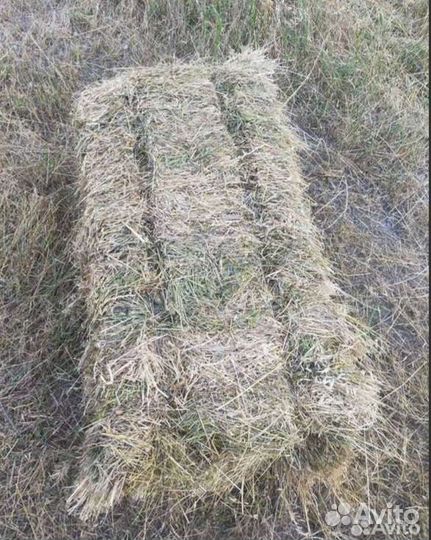 Сено 2023 тюки и рулоны разнотравье солома подстил