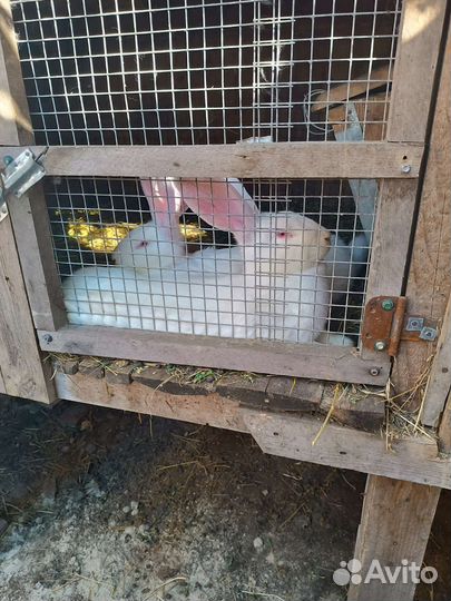 Кролики на племя