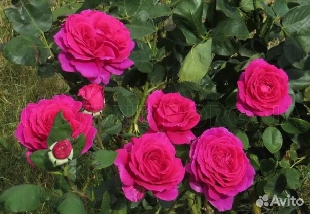Саженцы роз
