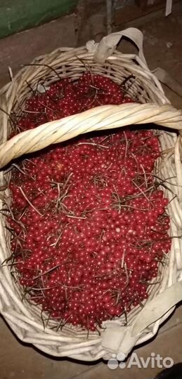 Калина ягоды