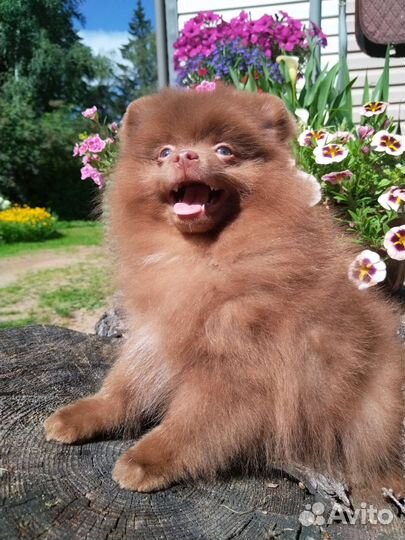 Померанский шпиц