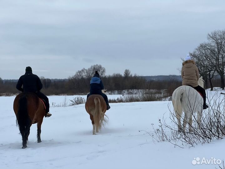 Конные прогулки