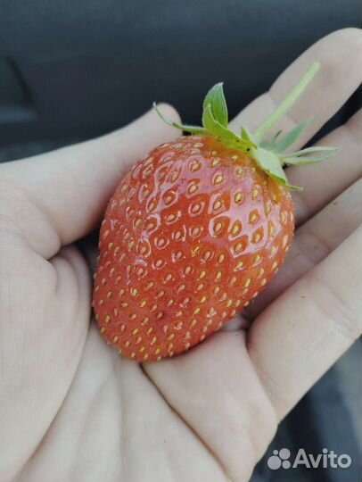 Саженцы Мурано зкс