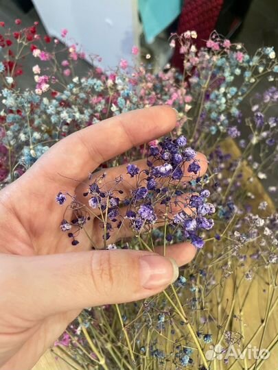 Гипсофила сухоцвет, для творчества