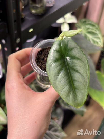 Алоказии детки