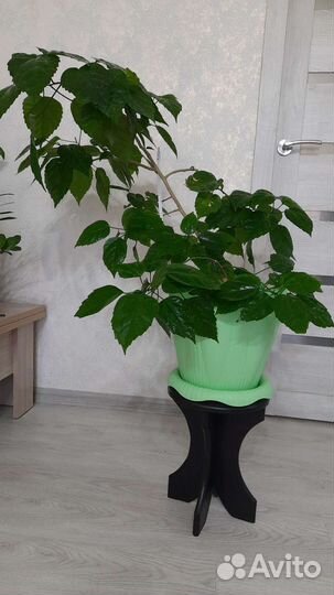 Гибискус китайская роза