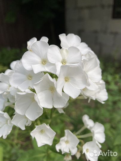 Флокс метельчатый