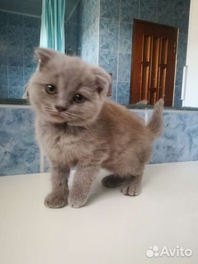 Шотландская