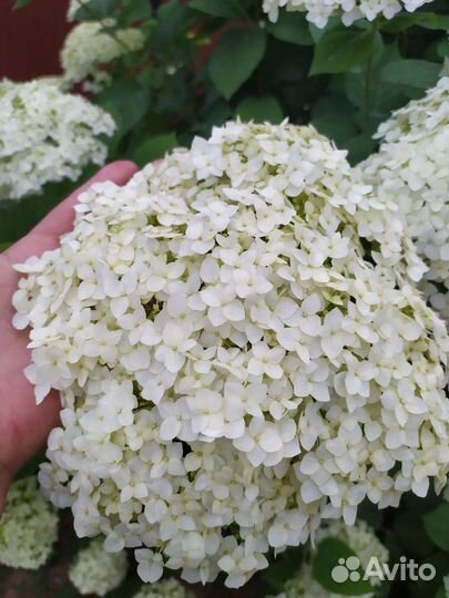 Гортензия Анабель саженец,белые.Есть розовые кусты