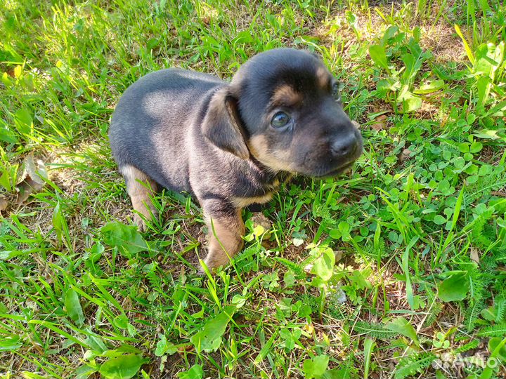 Отдам в добрые руки щеночка