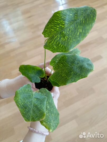 Комнатные цветы