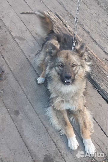 Собака отдам