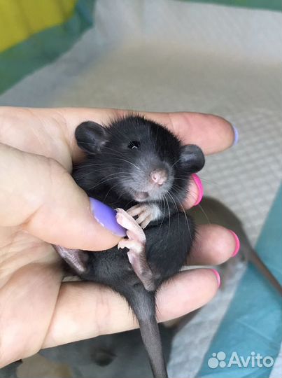 Чёрная Краса Дамбо самочка