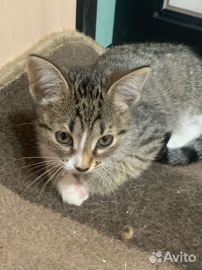 Отдам в добрые руки котят