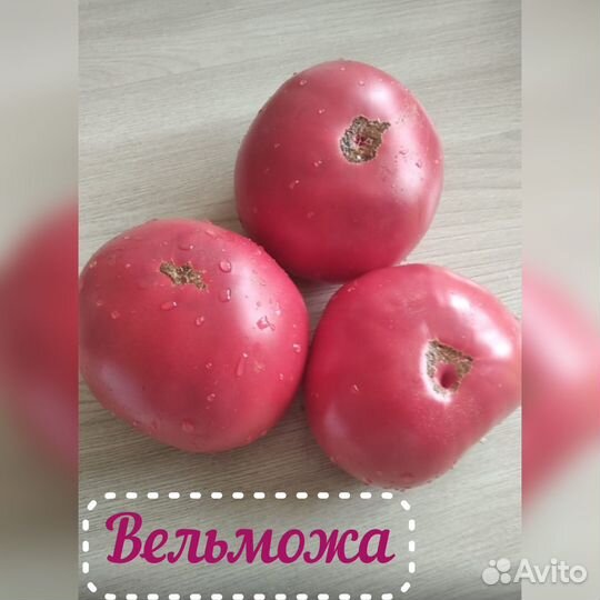 Рассада томатов