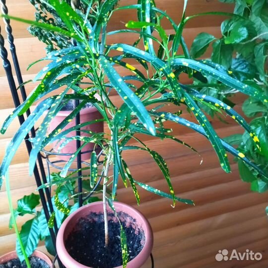 Кротон узколистный брызги шампанского